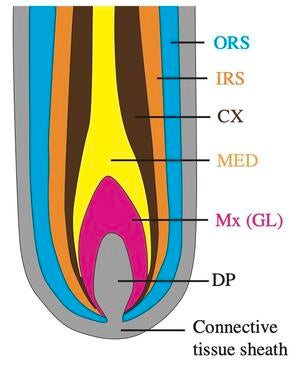 Hair follicle cross section