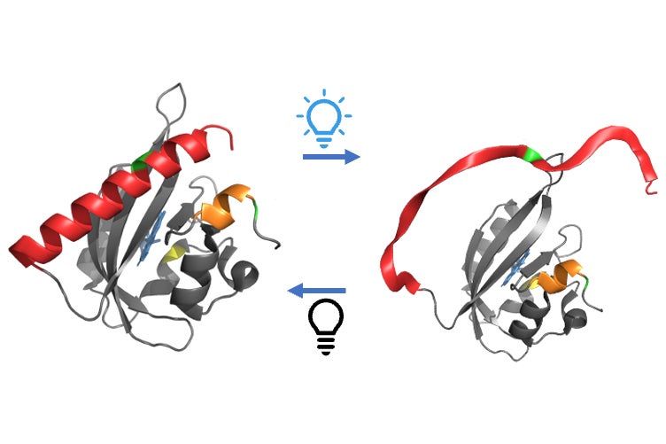 Illustration of protein unfolding in the light