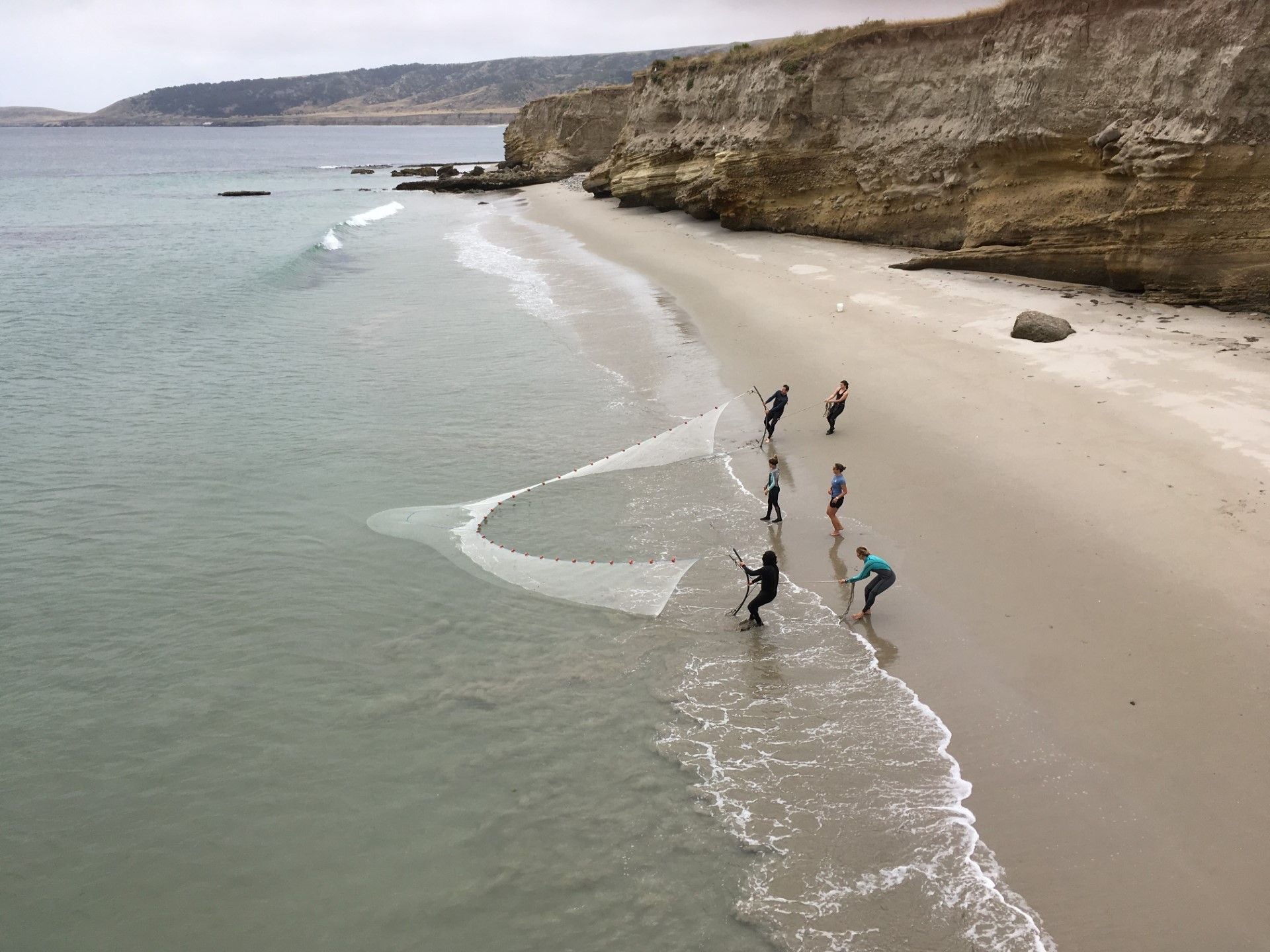 researchers using seines in shallow waters at the beach to capture species for DNA evaluation