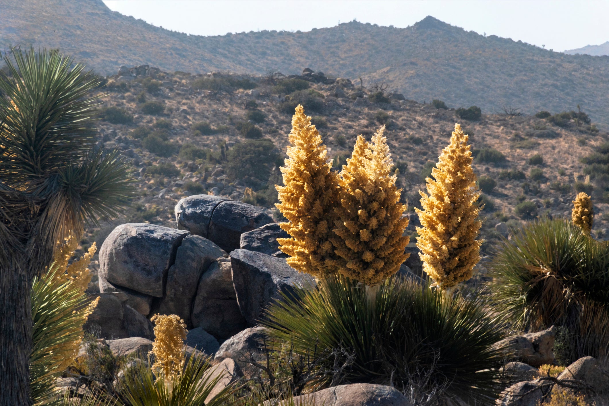 Yucca flowers in Joshua Tree National Park