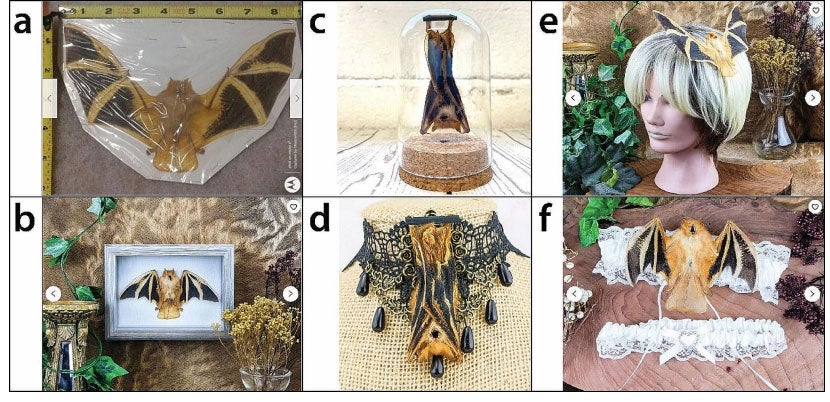 Collage of images showing orange bats for sale