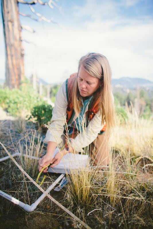 Susie Kocher studies vegetation within a small square plot in a sunny meadow with mountains in the background, with one giant tree visible at the edge of the frame