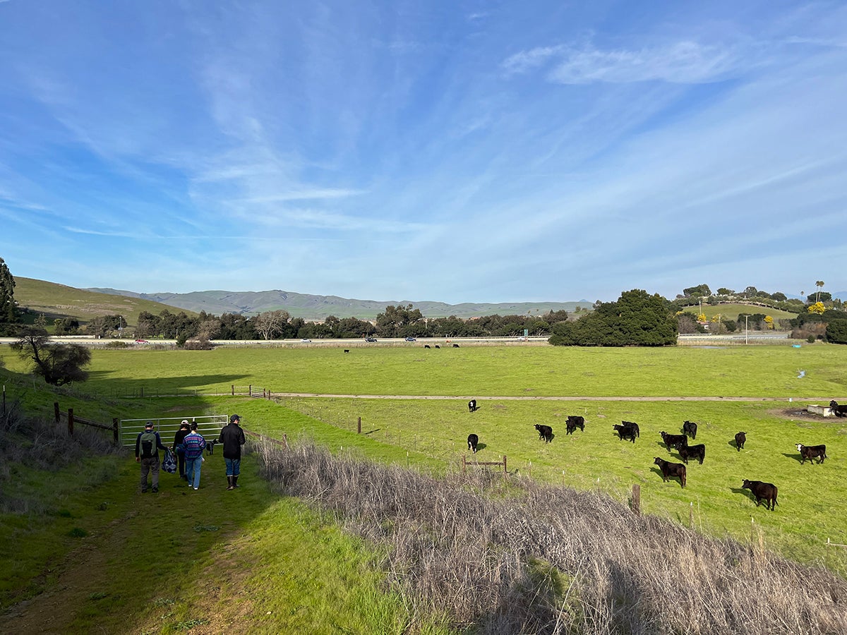 A view of people walking by a field where cattle are grazing