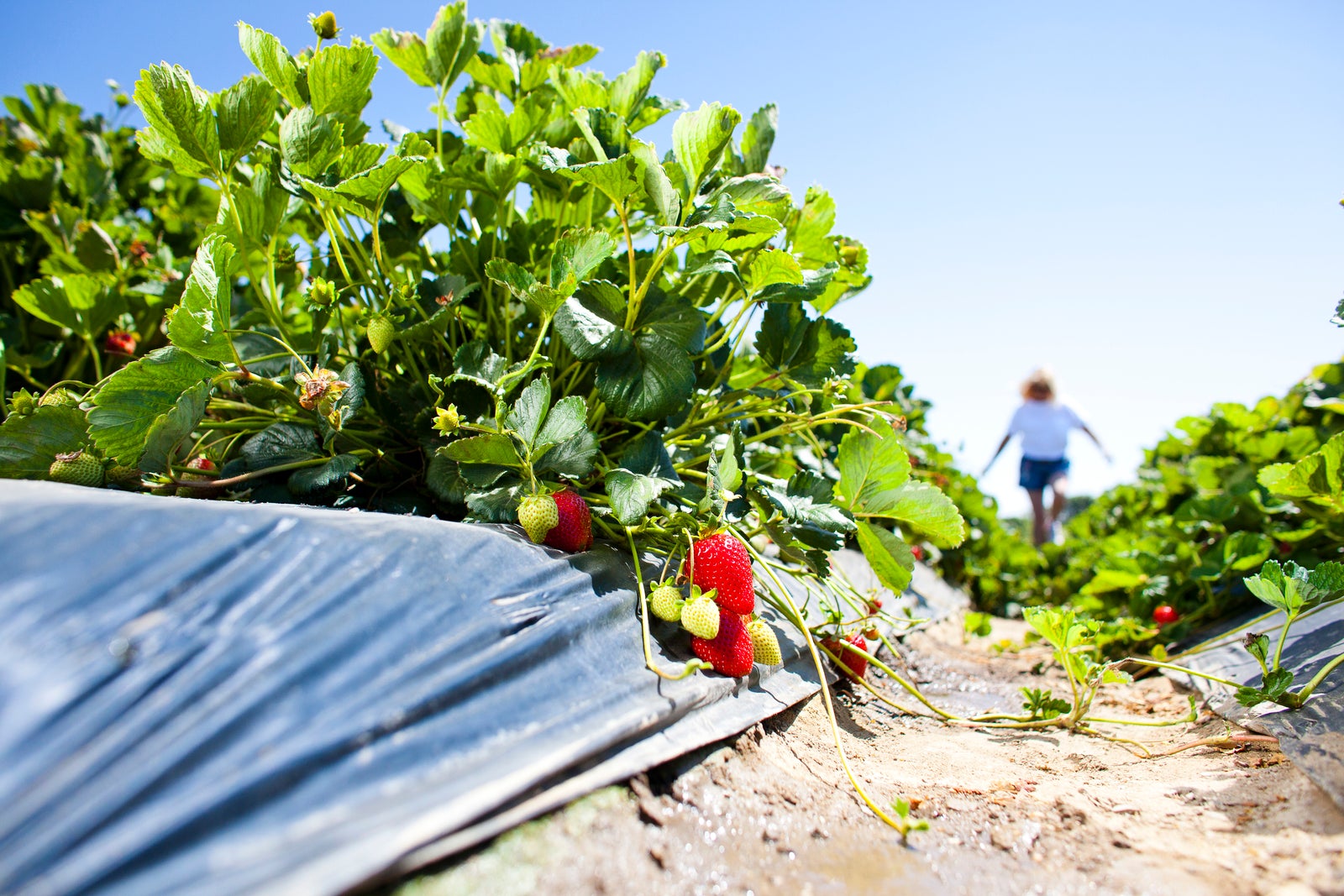 A row of strawberry plants photographed from ground level. A person wearing a straw hat walks away from the camera in the distance.