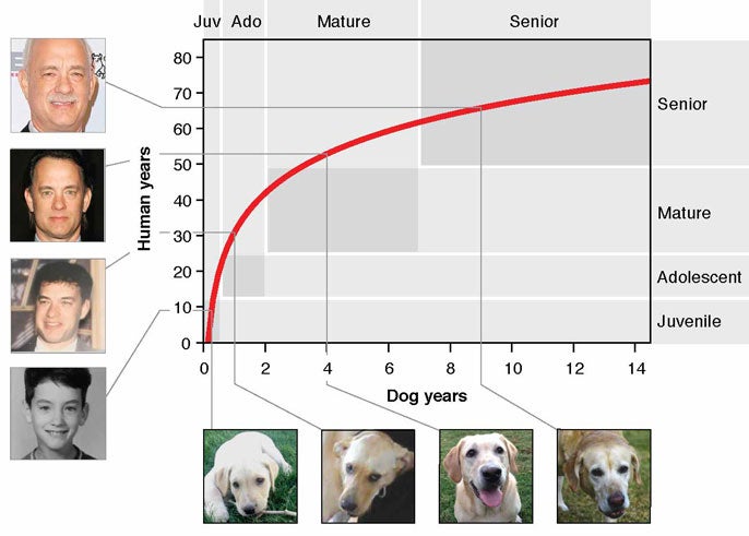 Dog aging graph compared to Tom Hanks