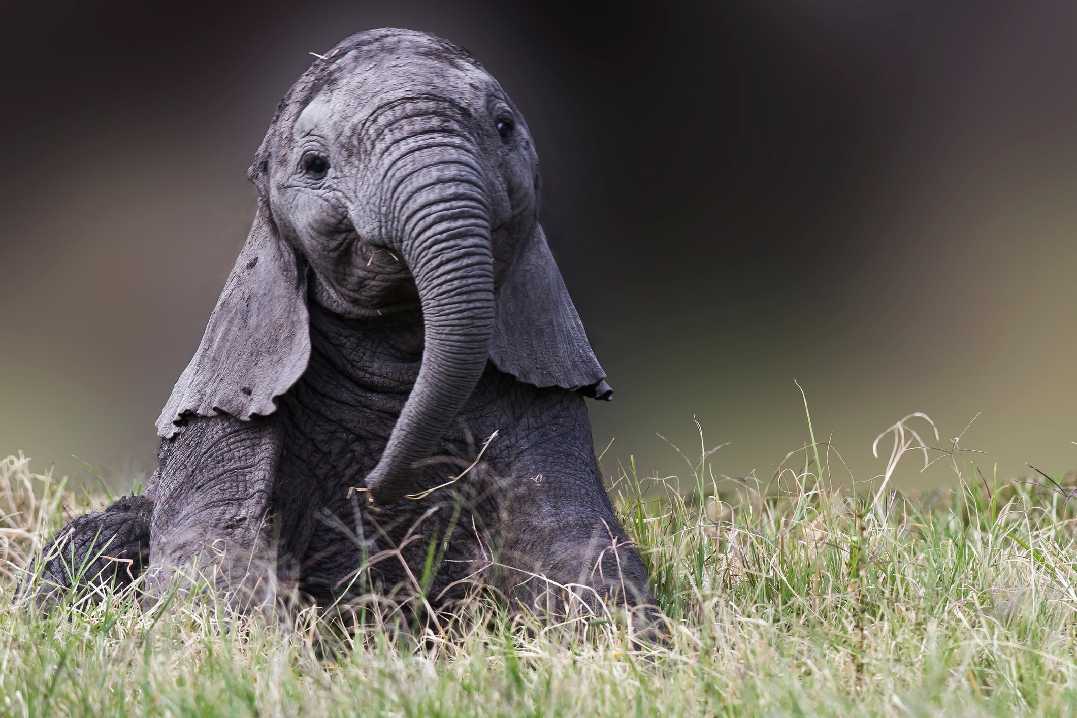 A baby elephant sits with its ears down like a puppy and plays with its trunk