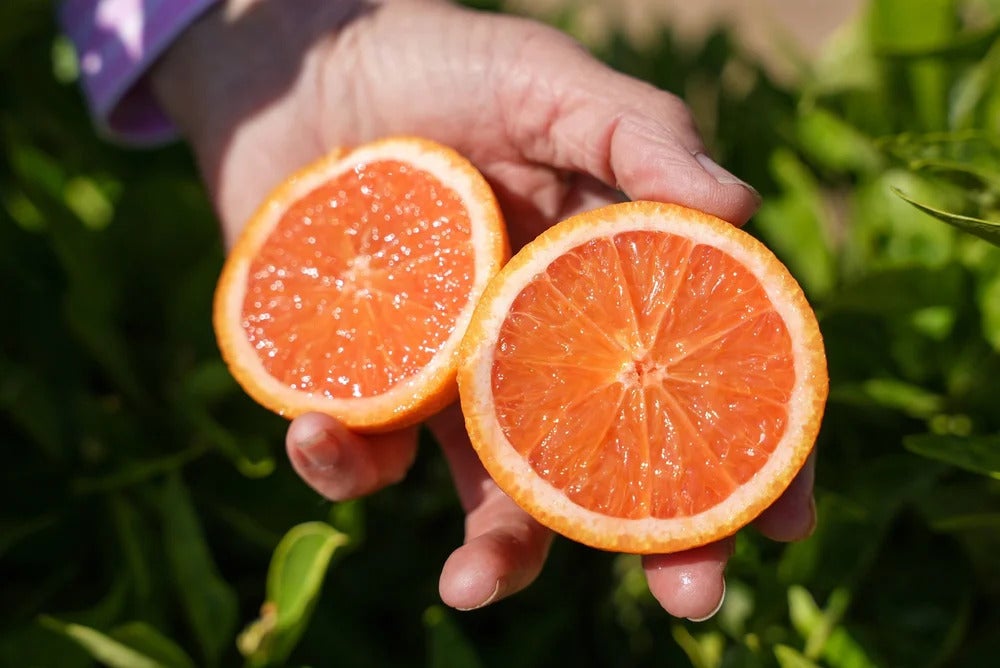 A bright rosy-red orange sliced in half, held in a hand