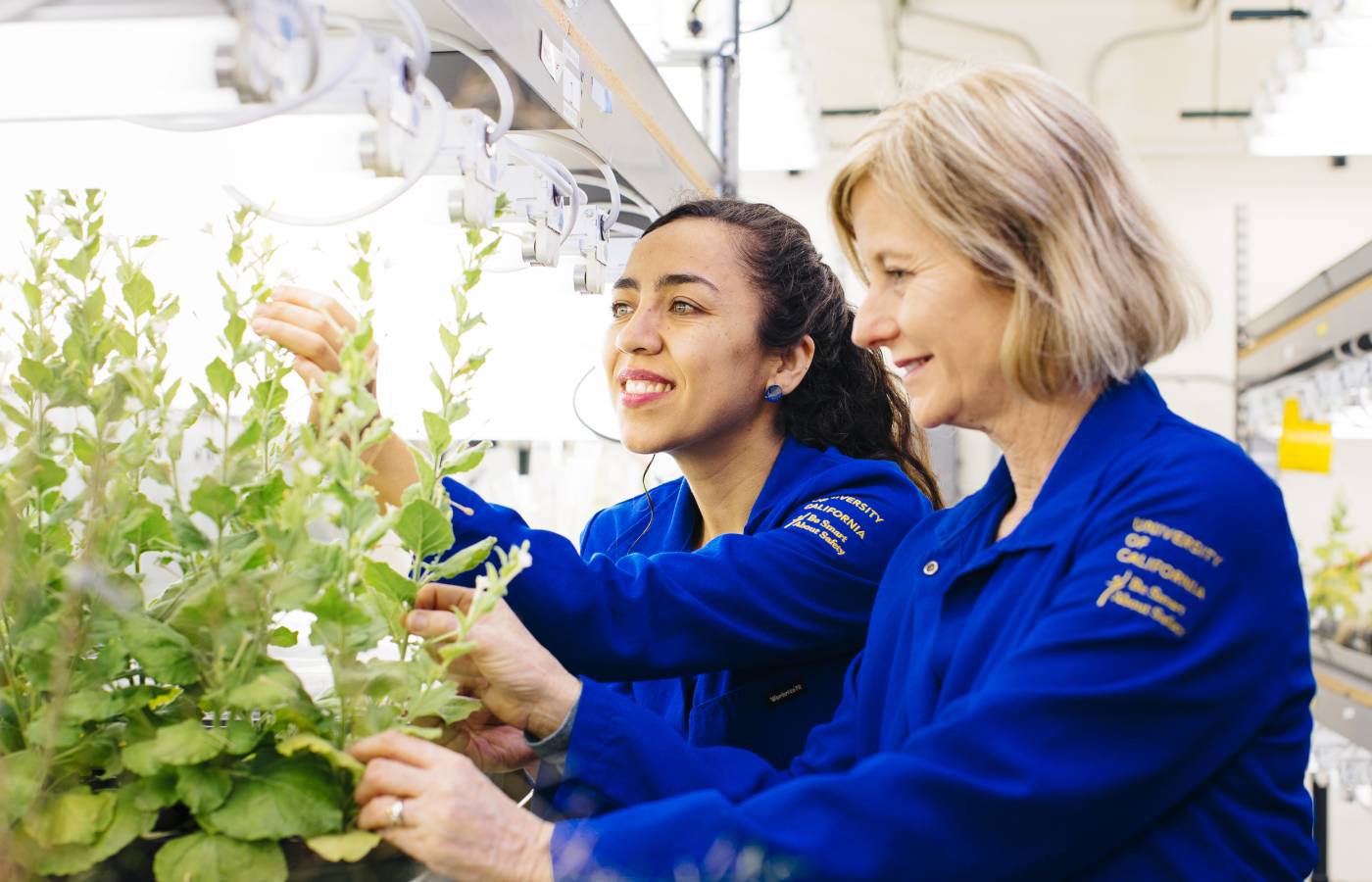 Scientists in blue University of California labcoats inspecting plants in a lab setting