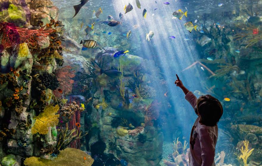 A child stand and points in front of a large aquarium tank