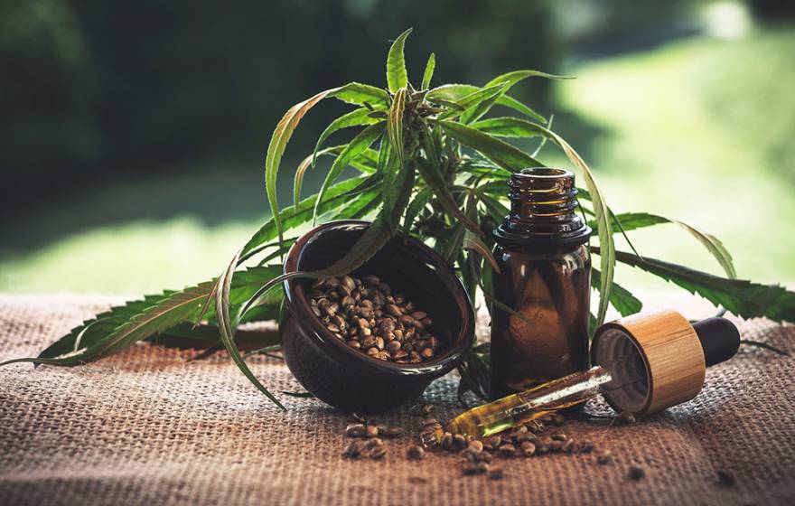 Cannabis plant