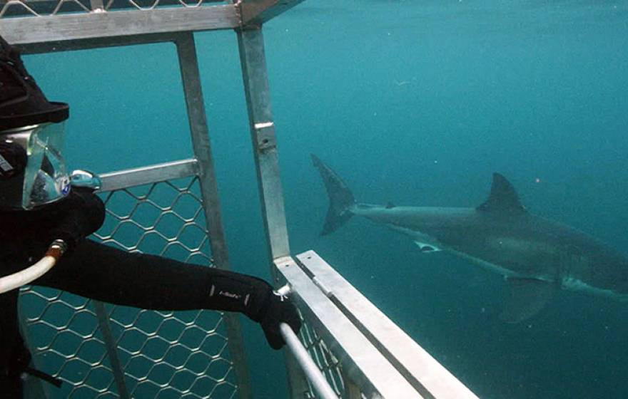 Diver in shark cage as a shark goes by in a gloomy blue sea