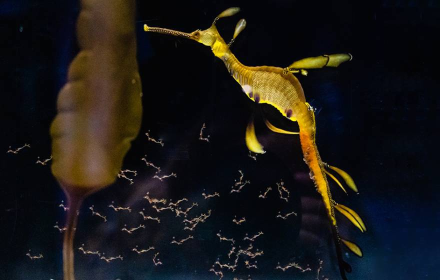 A yellow weedy seadragon in a dark tank
