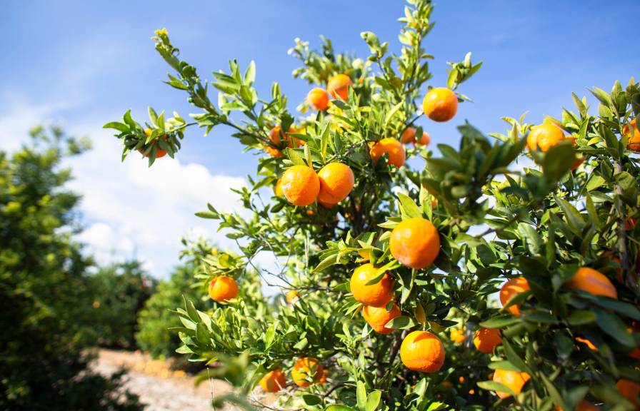 Oranges hanging on an orange tree in an orchard